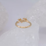 BVLA Amity Seam Ring - Conch Orientation